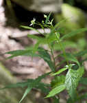 White avens